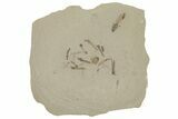 Fossil Fly, Crane Flies, and Beetle Plate - Green River Formation #215601-1